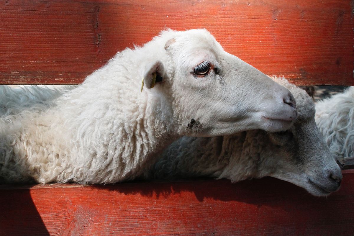 two white sheeps